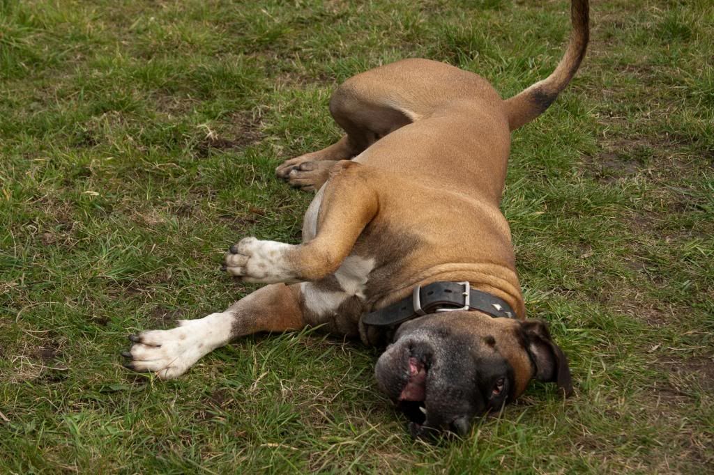 hond valt om hond valt om